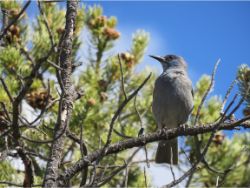Pinyon Jay